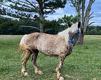 gold-body-with-a-white-mane-tail-pony