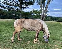 gold-body-horse