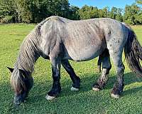 palomino-gold-body-horse