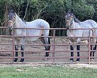 palomino-white-flaxen-mane-horse