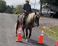 palomino-white-flaxen-mane-horse