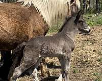 palomino-tail-stockings-horse