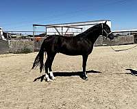 lusitano-colt