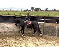 calf-roping-lusitano-horse