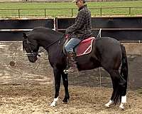 change-lusitano-horse