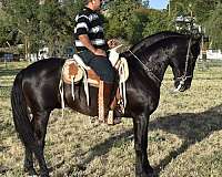 burguete-andalusian-horse