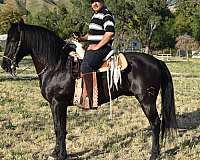 caballo-de-monte-del-pas-vasco-andalusian-horse