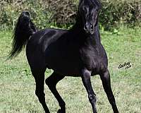 black-arabian-horse