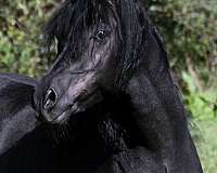 roaning-arabian-horse