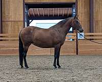 ialha-filly-yearling
