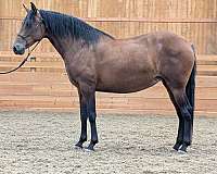 cut-andalusian-horse
