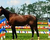 horses-for-sale-thoroughbred