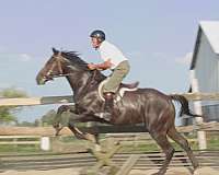 shipping-included-thoroughbred-horse