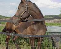 ohio-bred-gelding