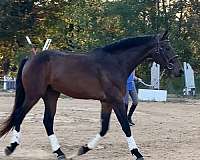 14-hand-irish-draught-colt