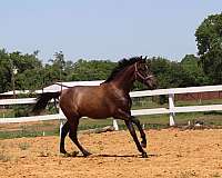 andalusians-horse