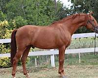 buckskin-andalusian-horse