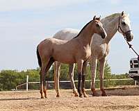 champion-andalusian-horse
