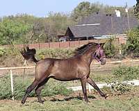 andalusians-horse