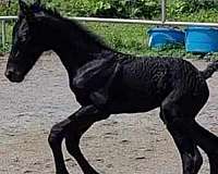 a-winner-friesian-pony