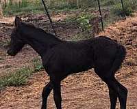 ability-friesian-pony