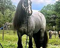 pre-gypsy-vanner-horse