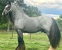 snip-gypsy-vanner-horse