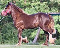 black-star-horse
