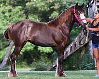 black-snip-horse