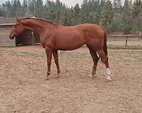 friendly-filly-warmblood-horse