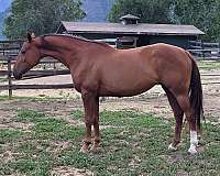 leading-warmblood-horse