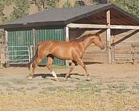 walking-warmblood-horse