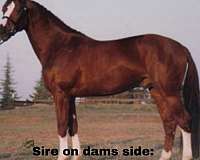 bold-warmblood-horse