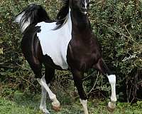 pinto-half-arabian-half-arabian-horse