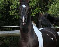 beatiful-half-arabian-horse
