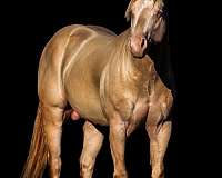 perlino-vaquero-horse