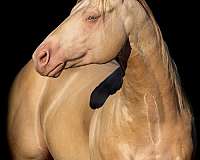 adults-stallion