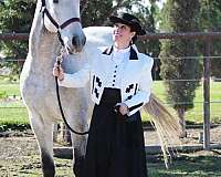 available-lusitano-horse