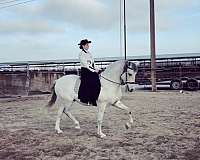 forward-lusitano-horse