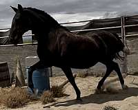 black-lusitano-filly-mare