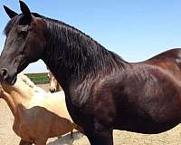 bloodlines-lusitano-horse