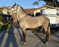 buckskin-andalusian-horse