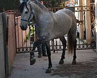 style-andalusian-horse