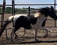 arenosa-shetland-pony