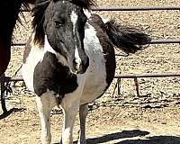 available-shetland-pony