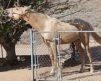 palomino-star-snip-horse