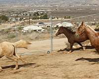 ridden-western-tennessee-walking-horse