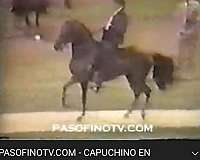 paso-fino-horse