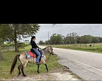 five-year-old-paso-fino-horse