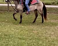 investment-paso-fino-horse